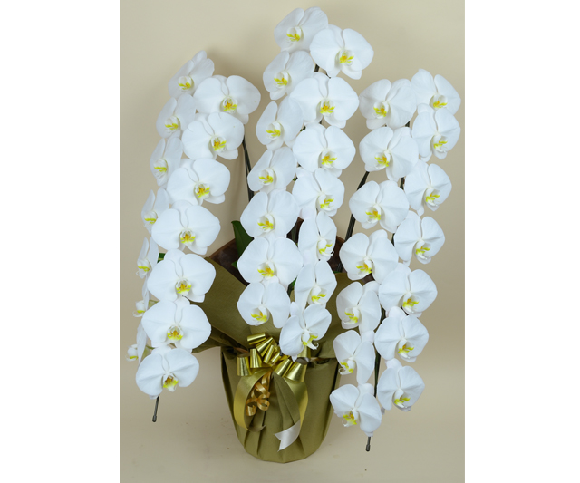 【リーフ】大輪白　3本立ち　42輪