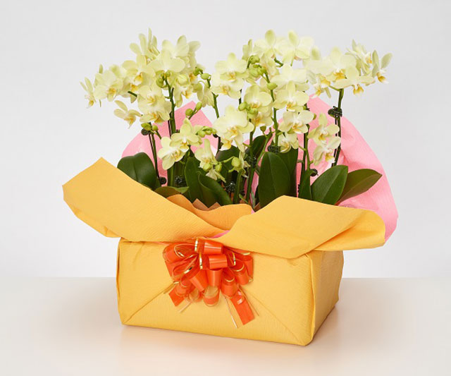 【リーフ】おとりわけ胡蝶蘭 12本立ち 黄色系